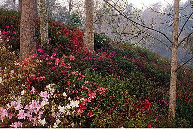 《展翅翱翔》公布新DLC“大洋洲篇” 添加上百种全新鸟类